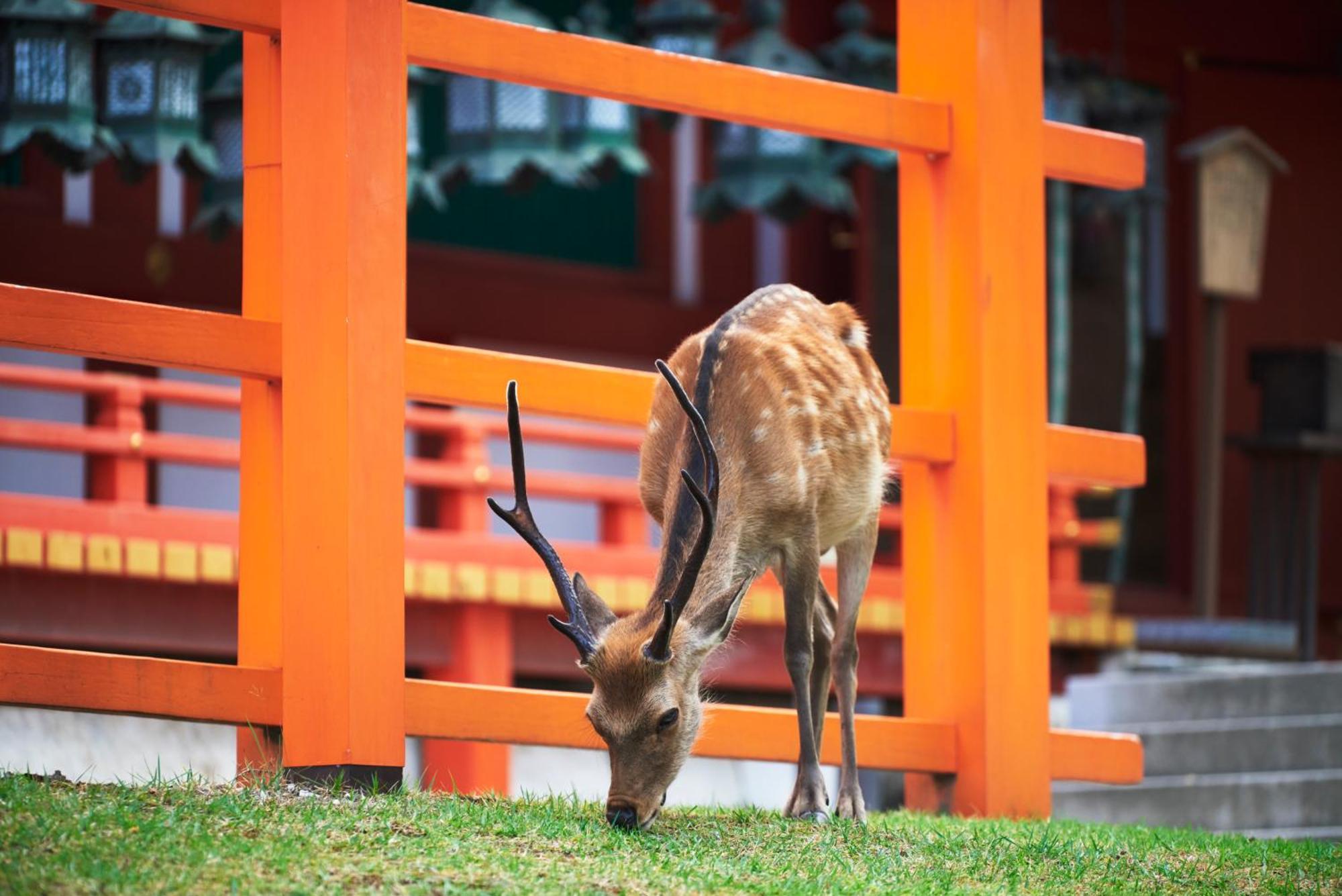 Jw Marriott Hotel Nara Dış mekan fotoğraf